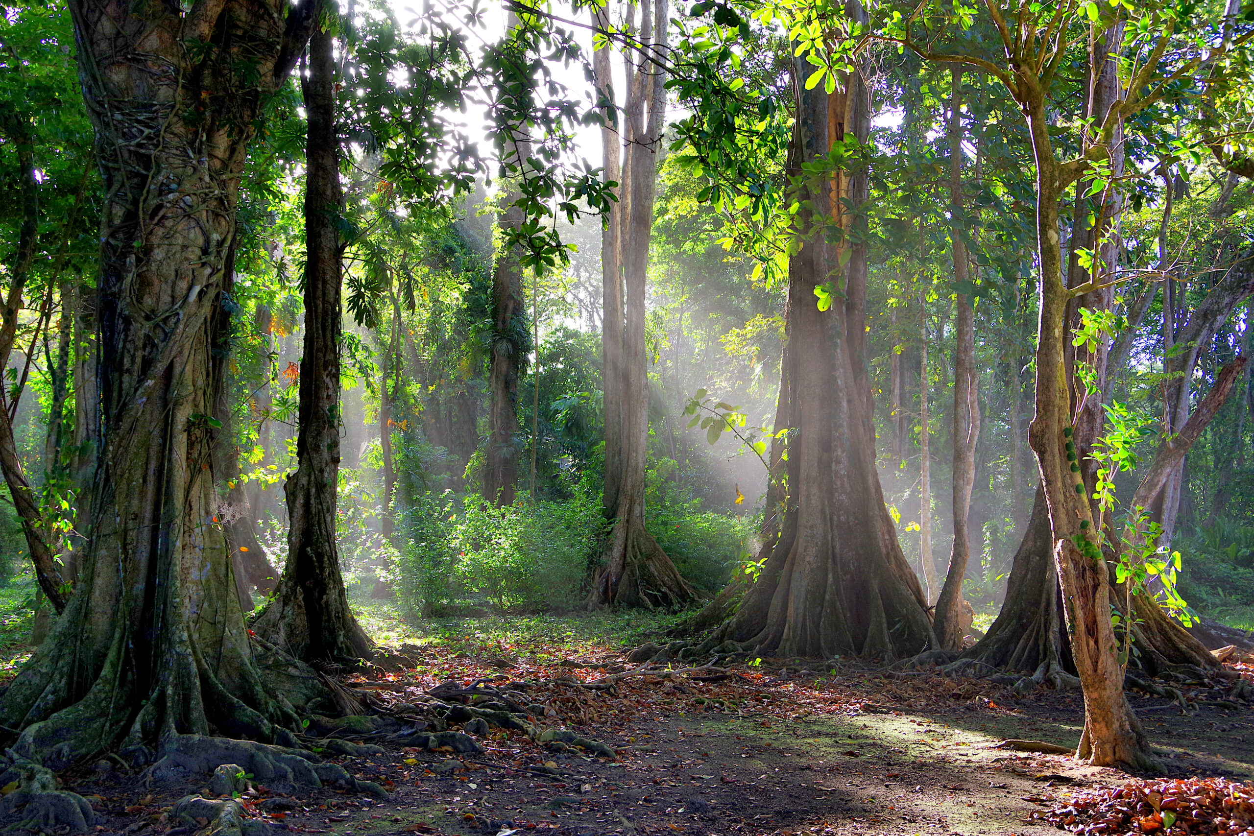 Fonktown production company in Costa Rica Caribbean coast